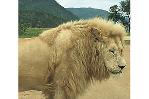 南アフリカ共和国「クルーガー国立公園（サファリ）」──1926年に設立された歴史ある動物保護区。数千種もの野生動物が生息し、獲物をとらえるライオンやゾウの群れ、樹上で休むヒョウ、水中で涼むカバなど、大型野生動物に出合える