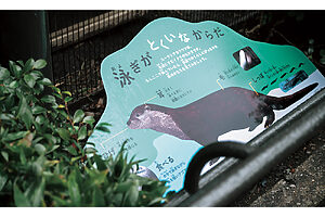 ユーラシアカワウソの等身大パネル。体長は1メートルほど。背景は水の色にして、泳ぐ姿をイメージ