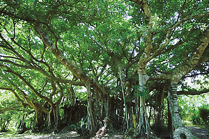 9000坪の敷地には白保の文化財で樹齢400年超えの「千本足のガジュマル」が
