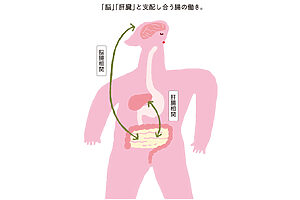 腸から吸収された必須アミノ酸・トリプトファンは、脳に運ばれセロトニンになる（脳腸相関）。また、肝臓で作られた胆汁は腸内細菌に影響を与える（肝腸相関）