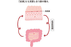 腸の働きが落ちると角質層にある肌バリアが荒れ、逆に肌バリアの機能が落ちると腸内細菌の働きが低下する。これを皮膚腸相関という