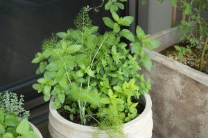 ミントティーが好きで、ベランダではいつも数種のミントを栽培。「ミントをベースにレモンバームやタイムを加えて作ることが多いです」。