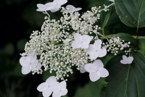 【ノリウツギ】アジサイの仲間。繊細な白い花。見頃7～8月。