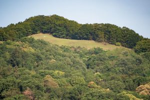 家の東側には借景とする春日山。原生林だけに折々に異なった表情を見せてくれている。