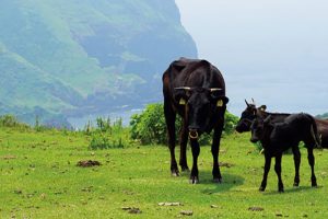 放牧中の隠岐牛は、島生まれ、島育ち。肉質がよく出荷頭数が少ないことから、幻の牛とも。